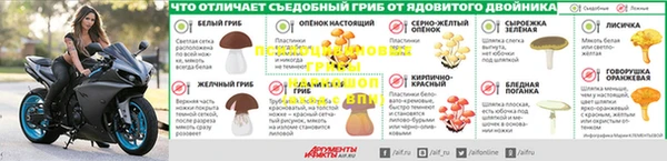 ГАЛЛЮЦИНОГЕННЫЕ ГРИБЫ Бородино